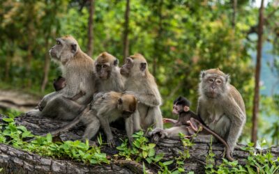 Oxford study reveals insights into social species longevity