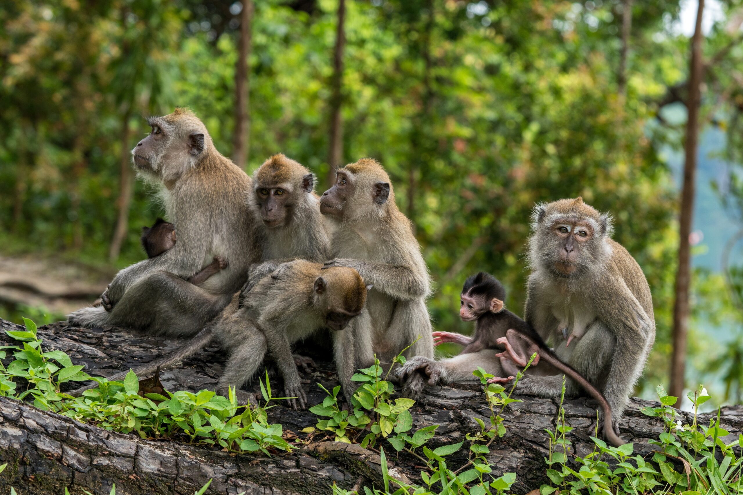 Family group of monkeys in forrest