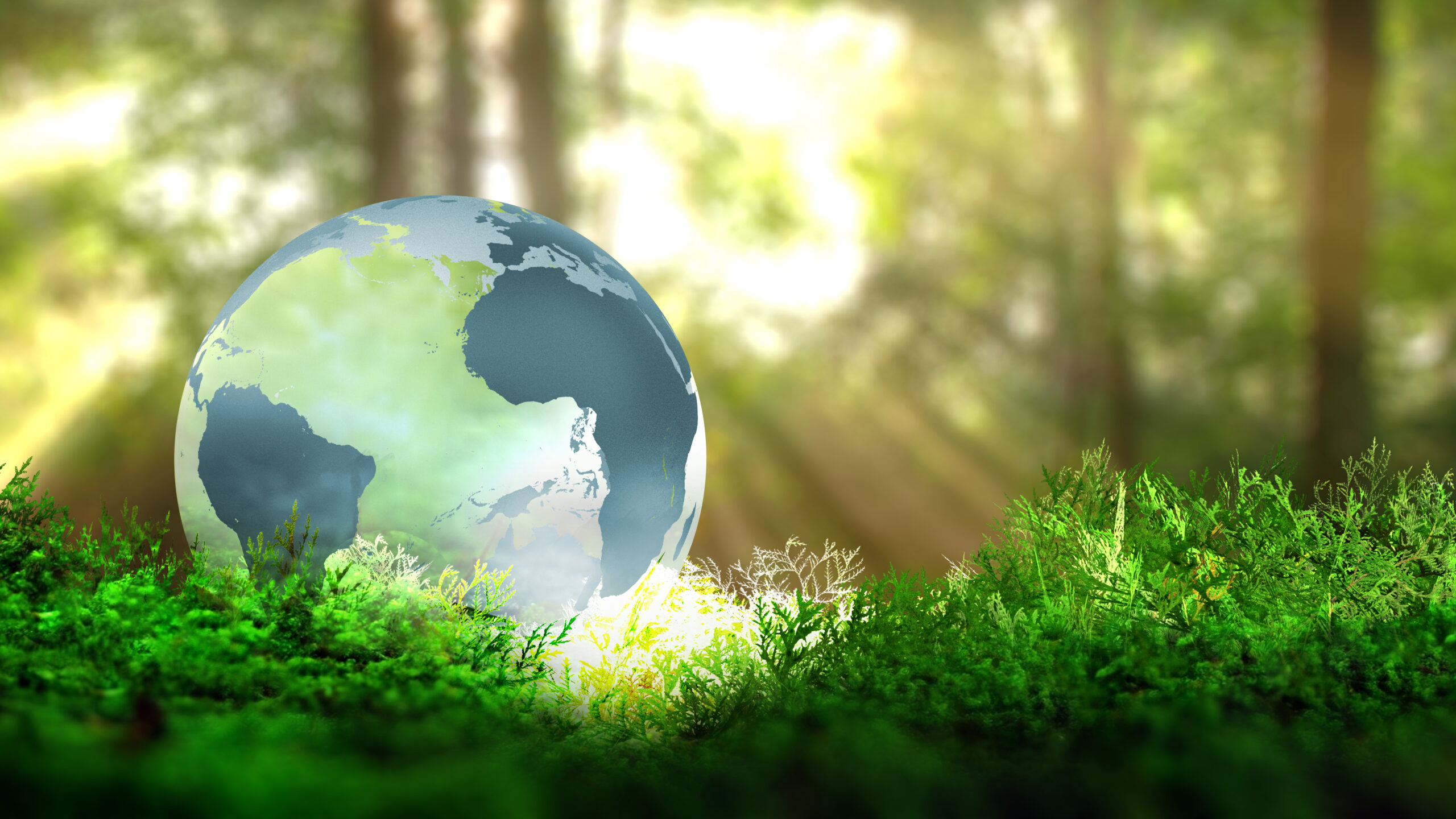 A globe depicting Earth resting on lush green moss in a sunlit forest, symbolising environmental conservation.
